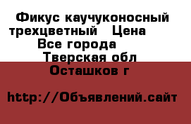 Фикус каучуконосный трехцветный › Цена ­ 500 - Все города  »    . Тверская обл.,Осташков г.